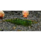 Crevettes vertes des Indes - Caridina babaulti