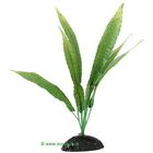 Cryptocoryne/Water Trumpet  Aquarium Plant