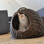 Cueva y transportín para gatos XXL