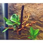 Decorative Root with Suction Cup and Live Aquarium Plants
