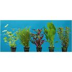 Dennerle Aquarienpflanzen Hintergrund Sortiment
