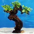 Dennerle Aquarienpflanzen Mbuna groß
