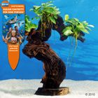 Dennerle Aquarienpflanzen Mbuna groß
