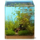 Dennerle Aquariumpflanzen Nano-Aquarium 1 Sortiment