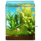 Dennerle Aquariumpflanzen Nano-Aquarium 2 Sortiment