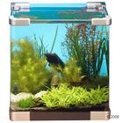 Dennerle Aquariumpflanzen Nano-Aquarium 3 Sortiment