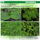 Dennerle Teichpflanzen 