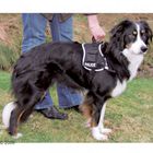 Dog Harness XDog