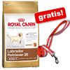 Duże opakowanie Royal Canin Breed + odblaskowa smycz gratis!