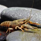 Edelkrebs - Astacus astacus