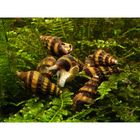 Escargots mangeurs d'escargots - Anentome helena