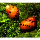 Escargots à pois - Vittina semiconica