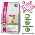 Eukanuba Jack Russell
