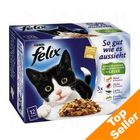 Felix 