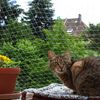 Filet de protection pour chat, transparent