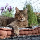 Filet de protection pour chat Trixie, noir