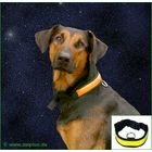 Flash & Reflect Dog Collar