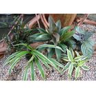 Gekleurde set voor vochtterrariums