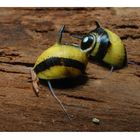 Geweihschnecke - Clithon sp.