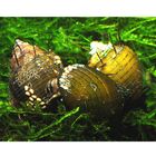 Haarige Turmdeckelschnecke – Thiara cancellata