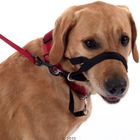 Halti Anti-Pulling Strap