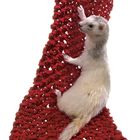 Hamac  pour furet Pirate Net