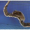 Hanging Bridge for Hamsters