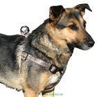 Harnais pour chien Elegance