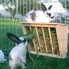 Hay Rack with Sitting Platform