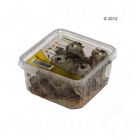 Heimchen klein Lebendfutter