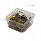 Heimchen micro Lebendfutter