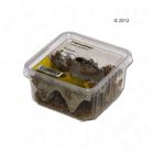 Heimchen mittel Lebendfutter