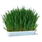Herbe pour rongeur