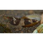 Hommelgarnaal - Caridina breviata