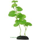 Hydrocotyle Aquarium Plant