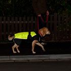 Illume Nite Neon -koirantakki