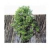 JBL TerraPlanta Casuarina