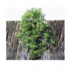 JBL TerraPlanta Casuarina