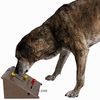 Juego de inteligencia Dog Activity Kicker