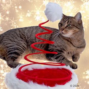 Ein Tier als Weihnachtsgeschenk - ist das wirklich das Richtige? Ein Tier als Weihnachtsgeschenk - ist das wirklich das Richtige?