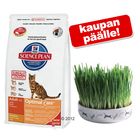 5/4 kg Hill's Feline + kuppi kissanruoholla kaupan päälle!