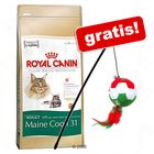 10 kg Royal Canin Feline + Lenza gioco Italia gratis!
