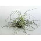 Kit de décoration tillandsias n°2