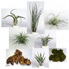 Kit de décoration tillandsias n°1