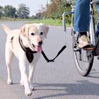 Kit de séparation pour vélo Trixie Biker-Set de Luxe