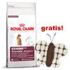 Kleingebinde Royal Canin Feline + Schmetterling gratis!