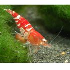Kristalrode bijengarnaal - Crystal Red