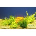 Live Aquarium Foreground Plant Set
