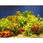 Live Aquarium Plants Bound together