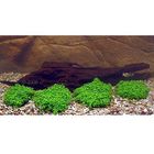 Live Aquarium Plants for Shrimp Japanese Style